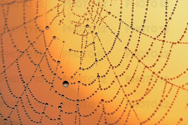 Spider web with dew at sunrise