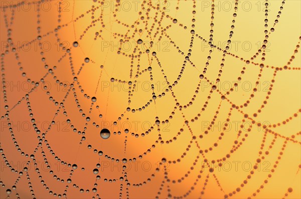 Spider web with dew at sunrise