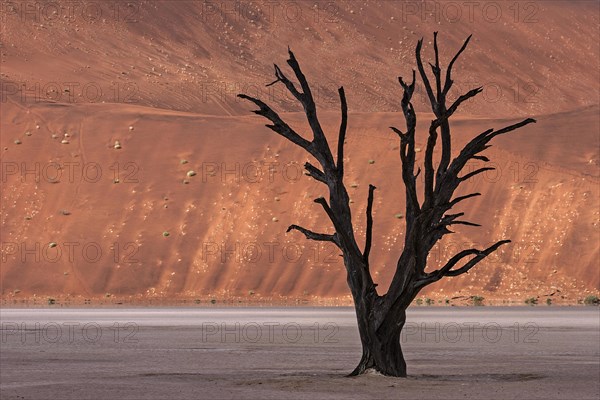 Dead camel thorn tree (Vachellia erioloba)