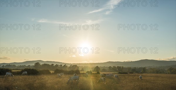 Charolais cattle