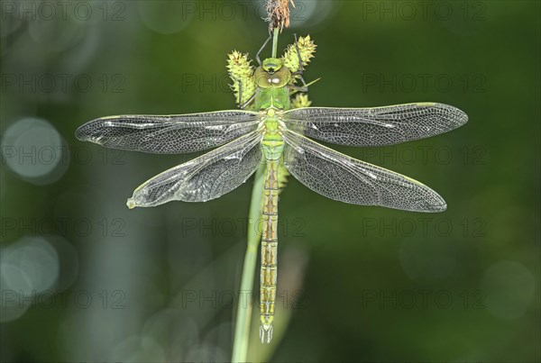 Newly hatched Emperor dragonfly (Anax imperator)