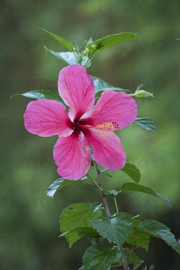 Hibiscus (Hibiscus)