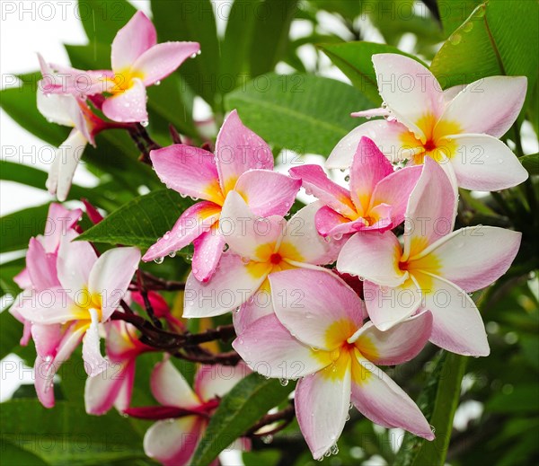 Frangipani (Plumeria) flowers with raindrops