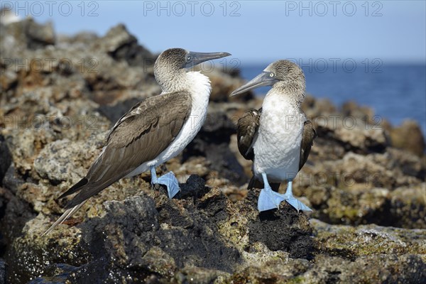 Blue-footed booby (Sula nebouxii)