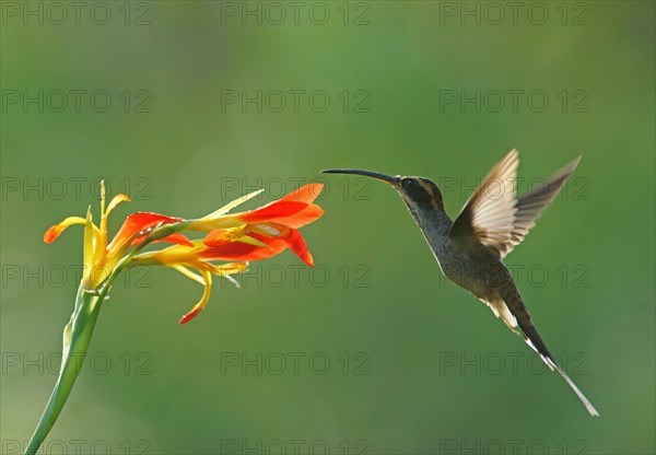 Dandruff imitation (Phaethornis eurynome) drinking at a flower