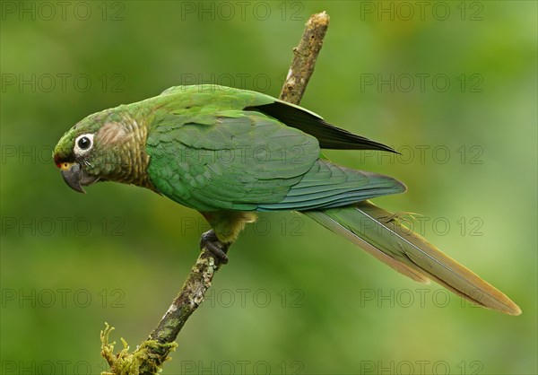 Maroon-bellied Parakeet (Pyrrhura frontalis)