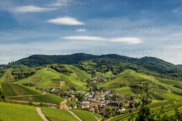 Vineyards