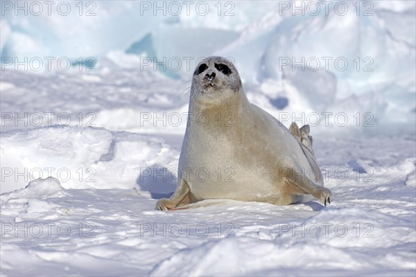 Harp Seal or Saddleback Seal (Pagophilus groenlandicus