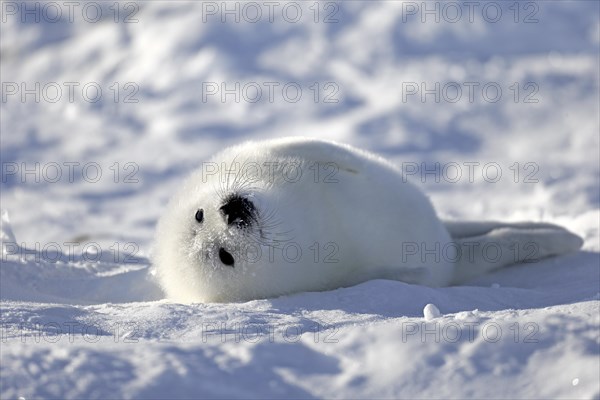 Harp Seal or Saddleback Seal (Pagophilus groenlandicus