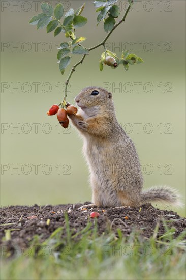 European ground squirrel (Spermophilus citellus) upright