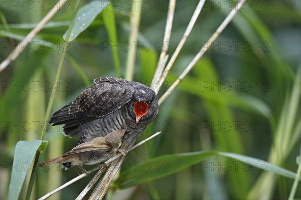 A young Common Cuckoo (Cuculus canorus) is fed by its host