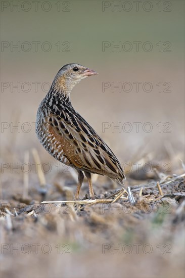 Corncrake (Crex crex)