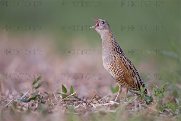 Corncrake (Crex crex)