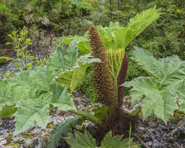 Giant Rhubarb (Gunnera manicata)