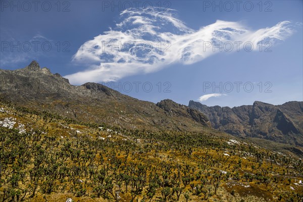 Valley with Afro-alpine vegetation