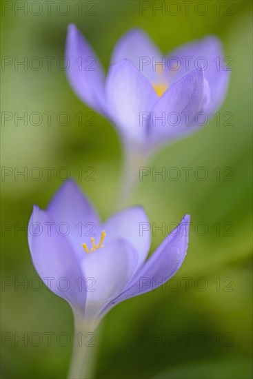 Autumn Crocus (Crocus speciosus)