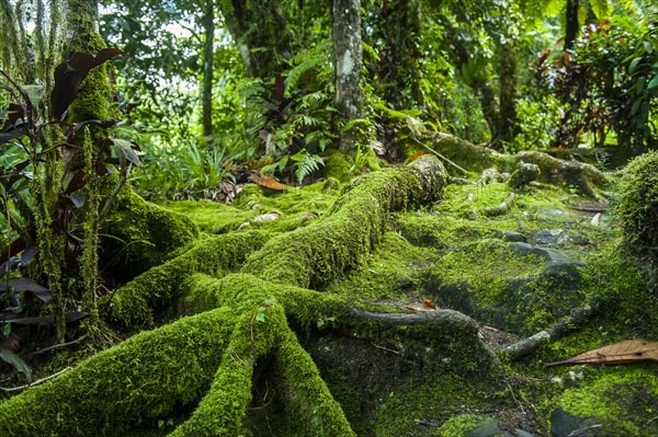 Moss overgrowing trees