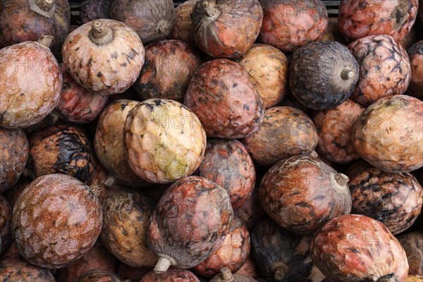 Custard apple (Annona reticulata)