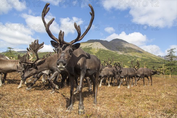 Kamchatka reindeer (Rangifer tarandus phylarchus)