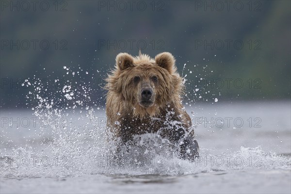 Brown bear (Ursus arctos)