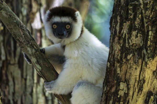 Verreaux's Sifaka (Propithecus verreauxi)