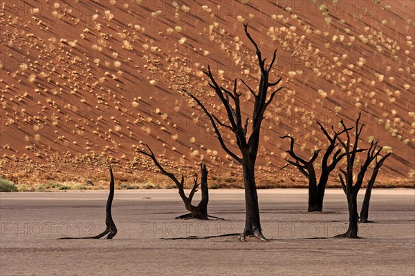 Dead trees in front of a sand dune