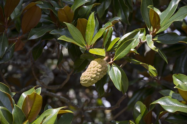 Blossom of a rubber tree (Ficus elastica)