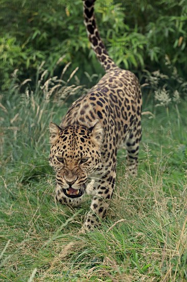 Amur Leopard (Panthera pardus orientalis)