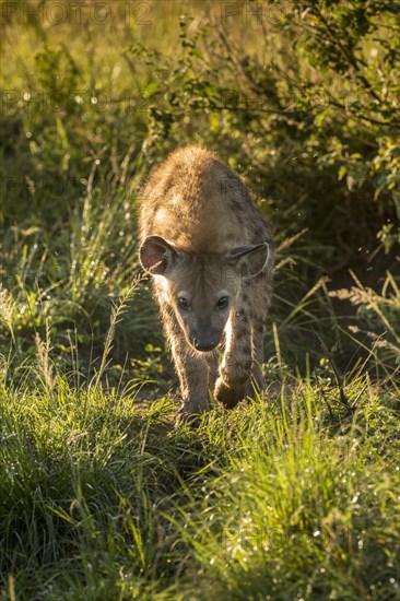 Spotted Hyena (Crocuta crocuta)