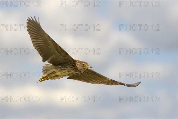 Black-crowned Night Heron (Nycticorax nycticorax)