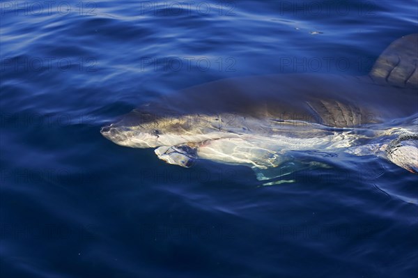 Great White Shark (Carcharodon carcharias)