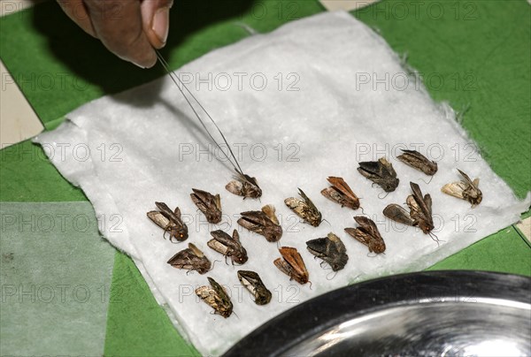 Sorting and preparation of the finds of a moth-collecting expedition under the Ethiopian Insect Project