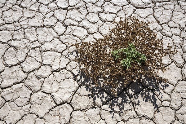 Sparse vegetation on the salt and clay pan