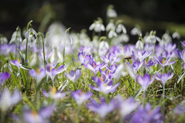 Woodland crocuses (Crocus tommasinianus)