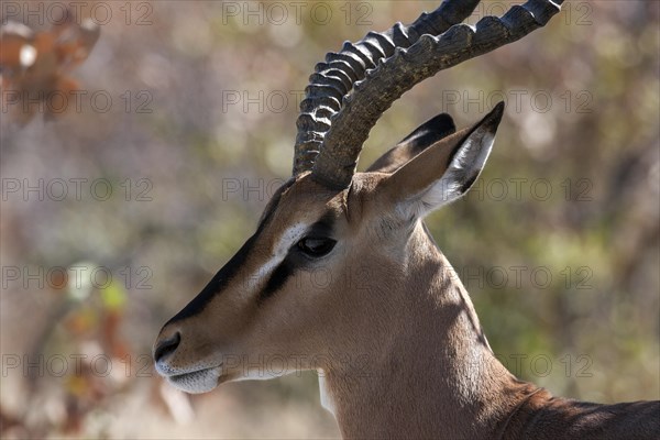 Black-faced Impala (Aepyceros melampus petersi)