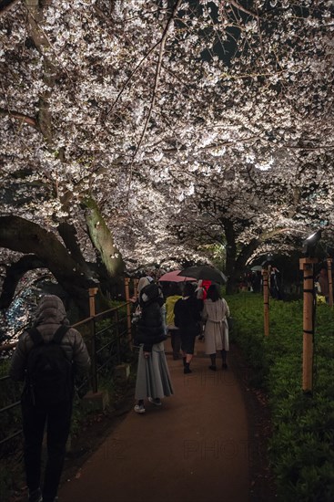 Tourists and Japanese under blossoming cherry foams at night