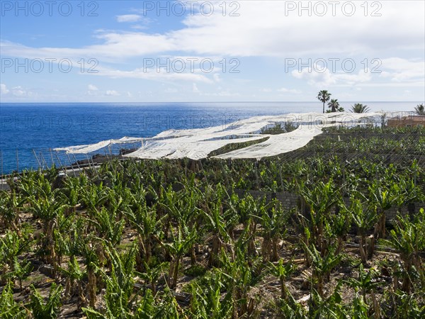 Banana plantation with sunscreens in Puerto Naos