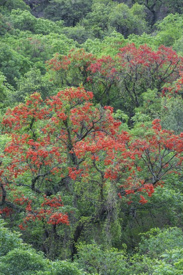 Blooming Cockspur Coral Tree (Erythrina crista-galli)