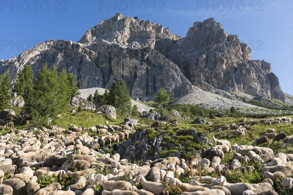 Flock of sheep on Falzarego Pass