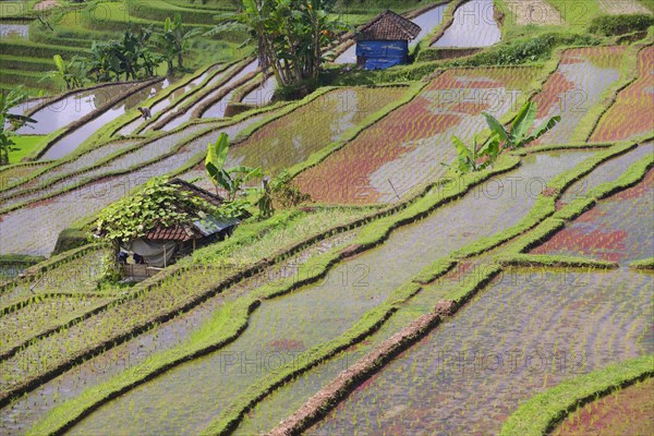 The famous rice terraces of Jatiluwih