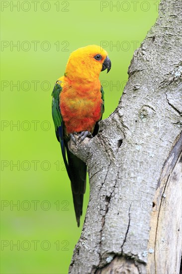 Sun Parakeet (Aratinga solstitialis jandaya)