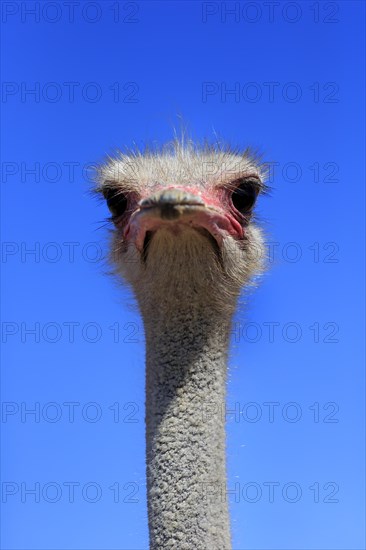 Southern Ostrich (Struthio camelus australis)