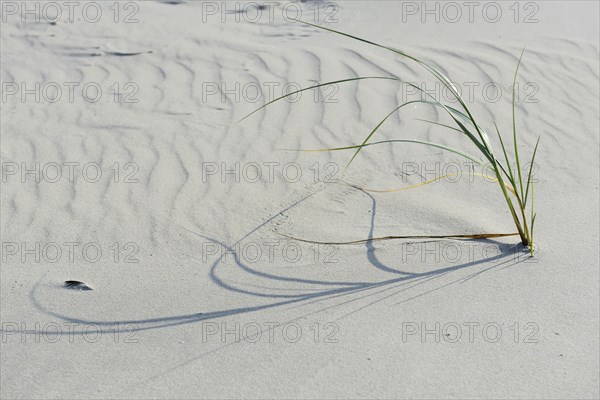 Dune with beach grass (Ammophila arenaria)