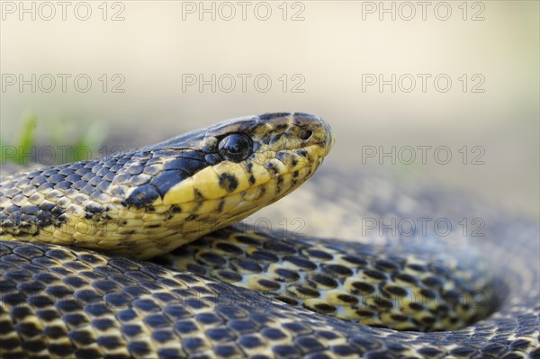 Blotched Snake (Elaphe sauromates)