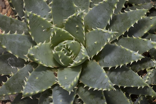 Short-leaved Aloe (Aloe brevifolia)