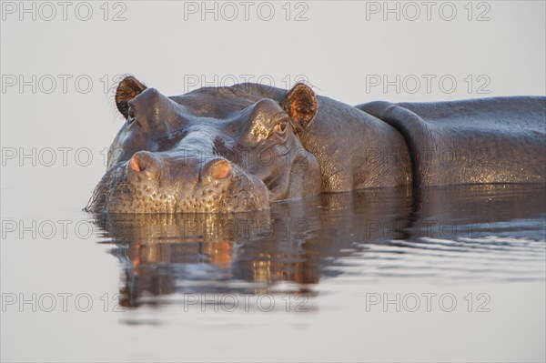 Hippopotamus (Hippopotamus amphibius)