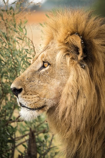 Male lion (Panthera leo) with ticks on the ear