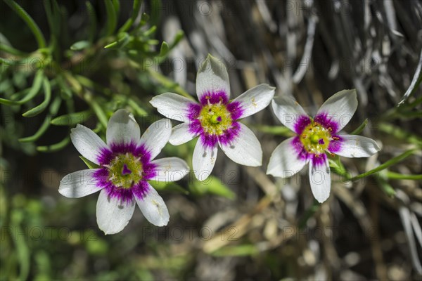 Montiopsis andicola