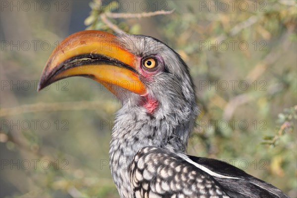 Southern Yellow-billed Hornbill (Tockus leucomelas)