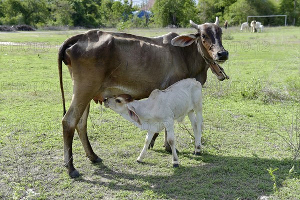 Domestic Cattle